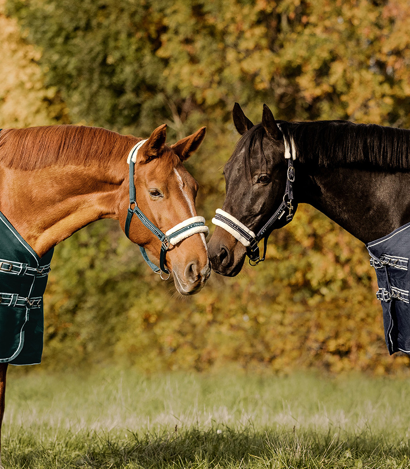 Waldhausen Elegant halter fir green - 2