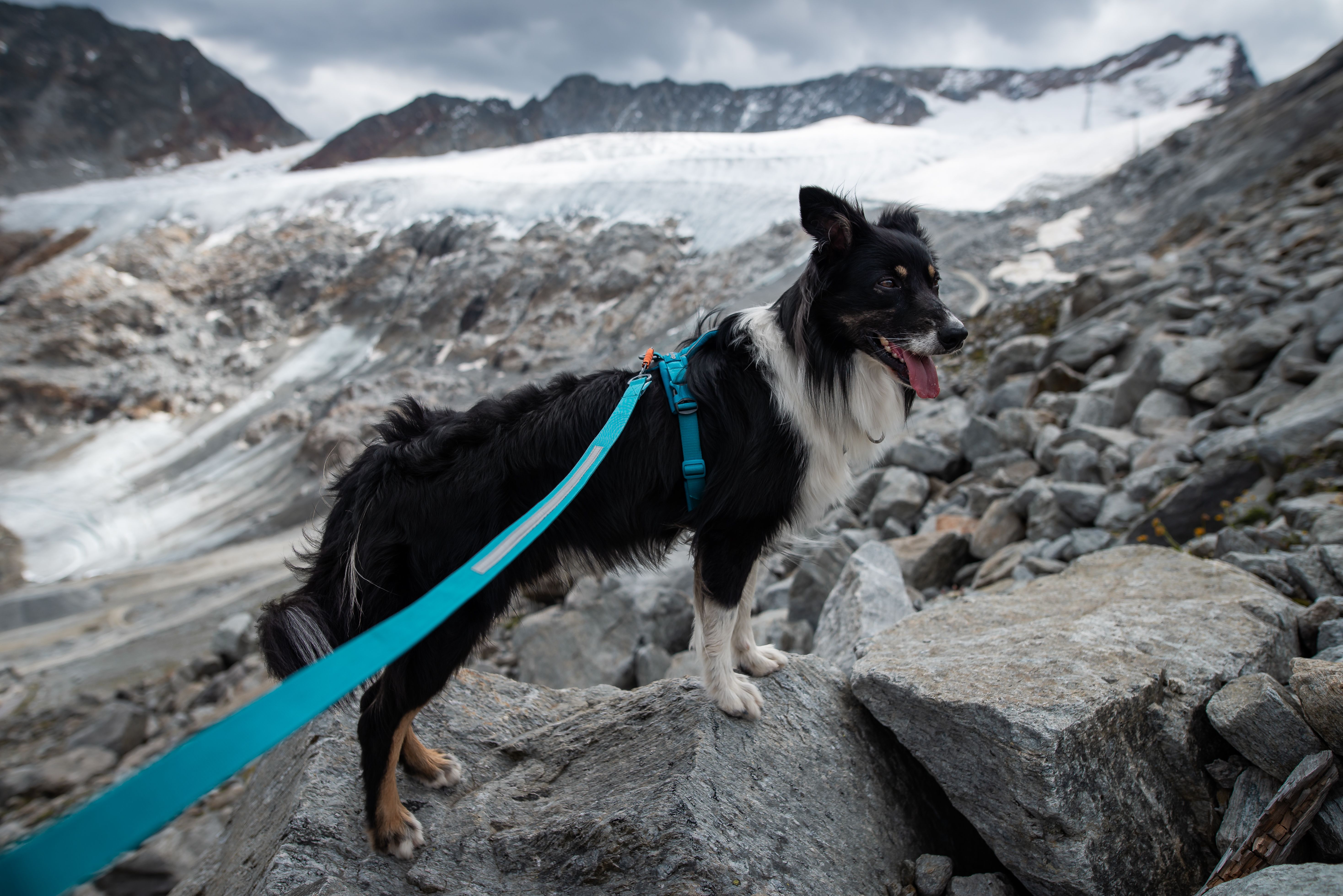 Non-Stop Dogwear Line Harness 5.0 - Teal , 7 - 6