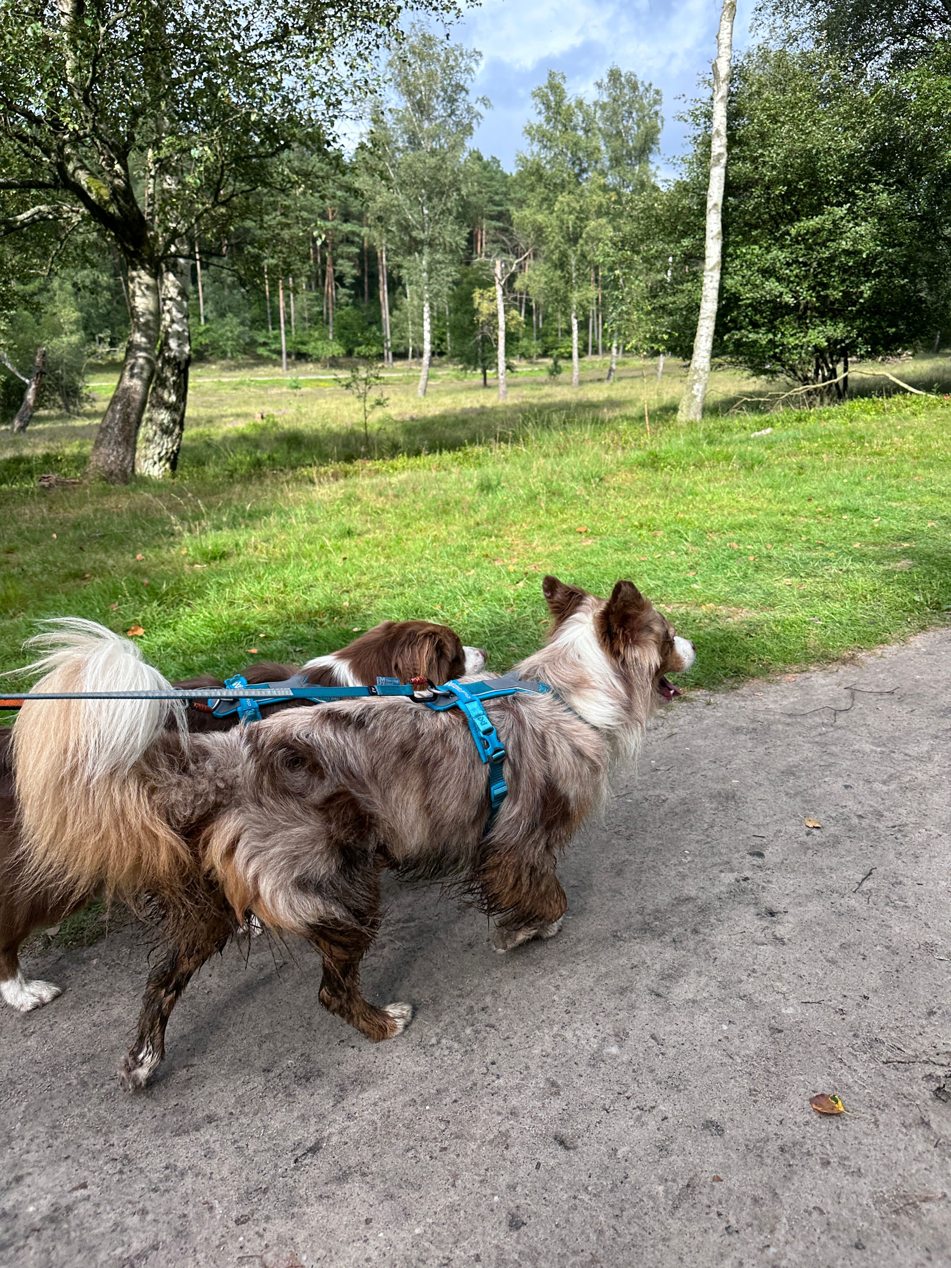 Non-Stop Dogwear Line Harness 5.0 - Teal , 7 - 8