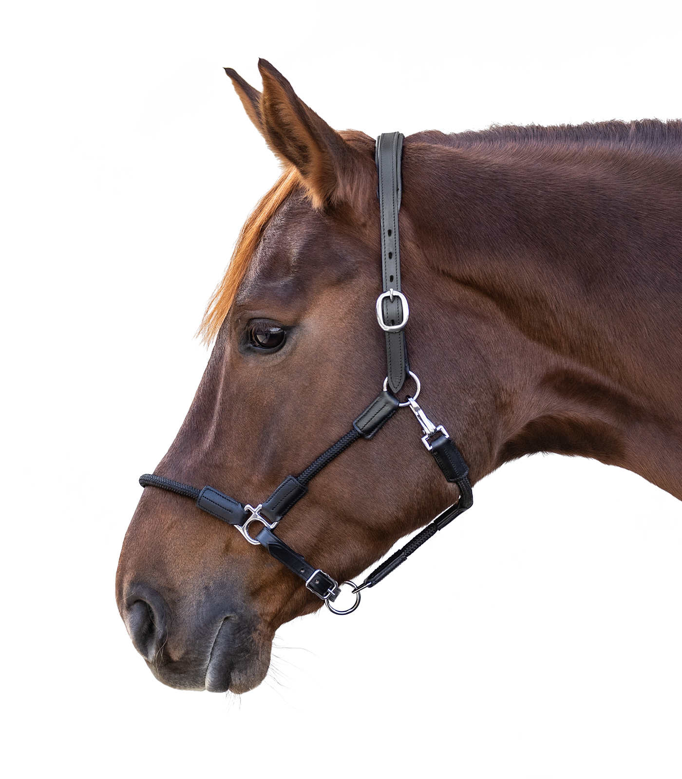 Waldhausen Nevada Halter black silver - 3