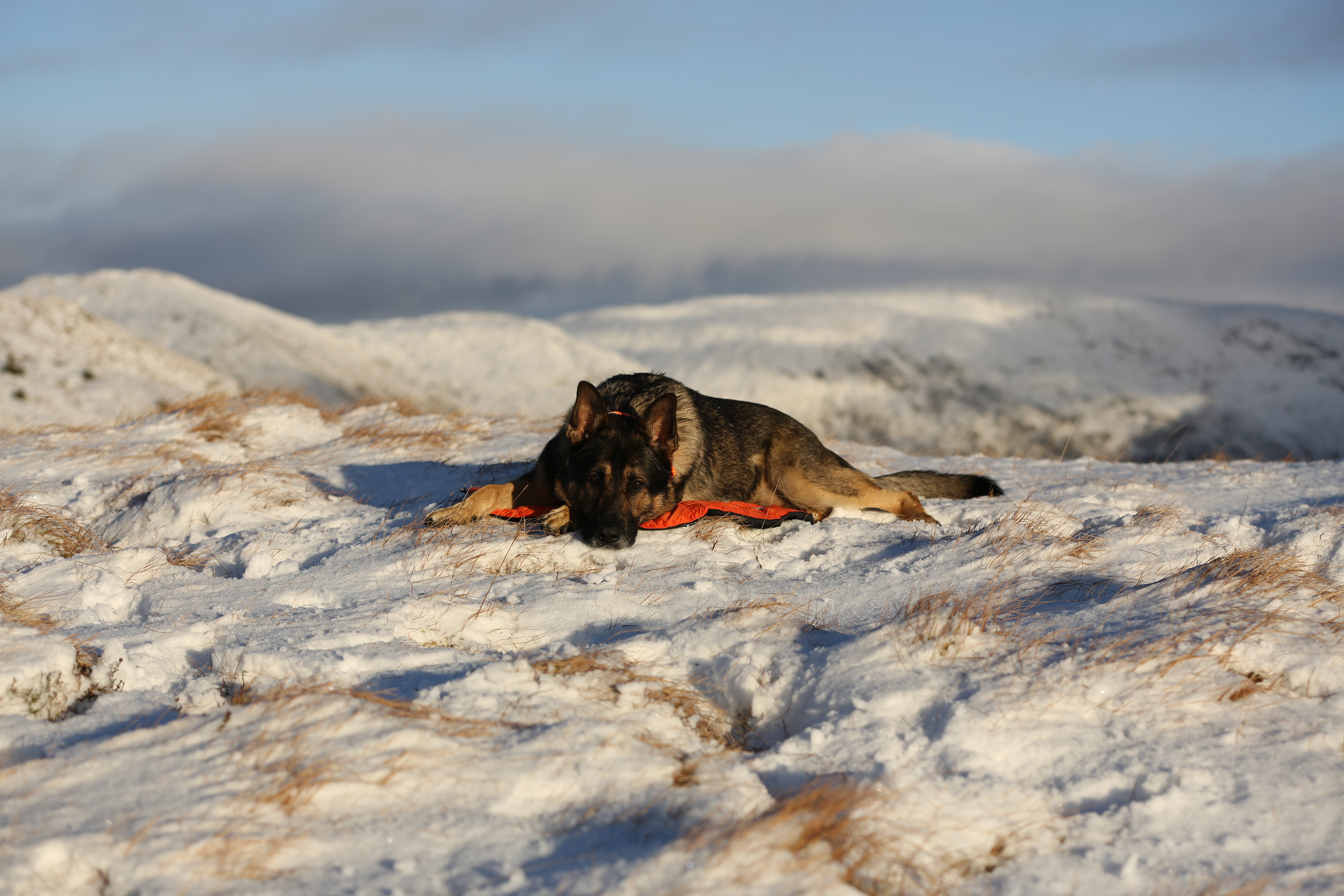 Non-Stop Dogwear Protector Bivvy Bed - Orange, M - 2