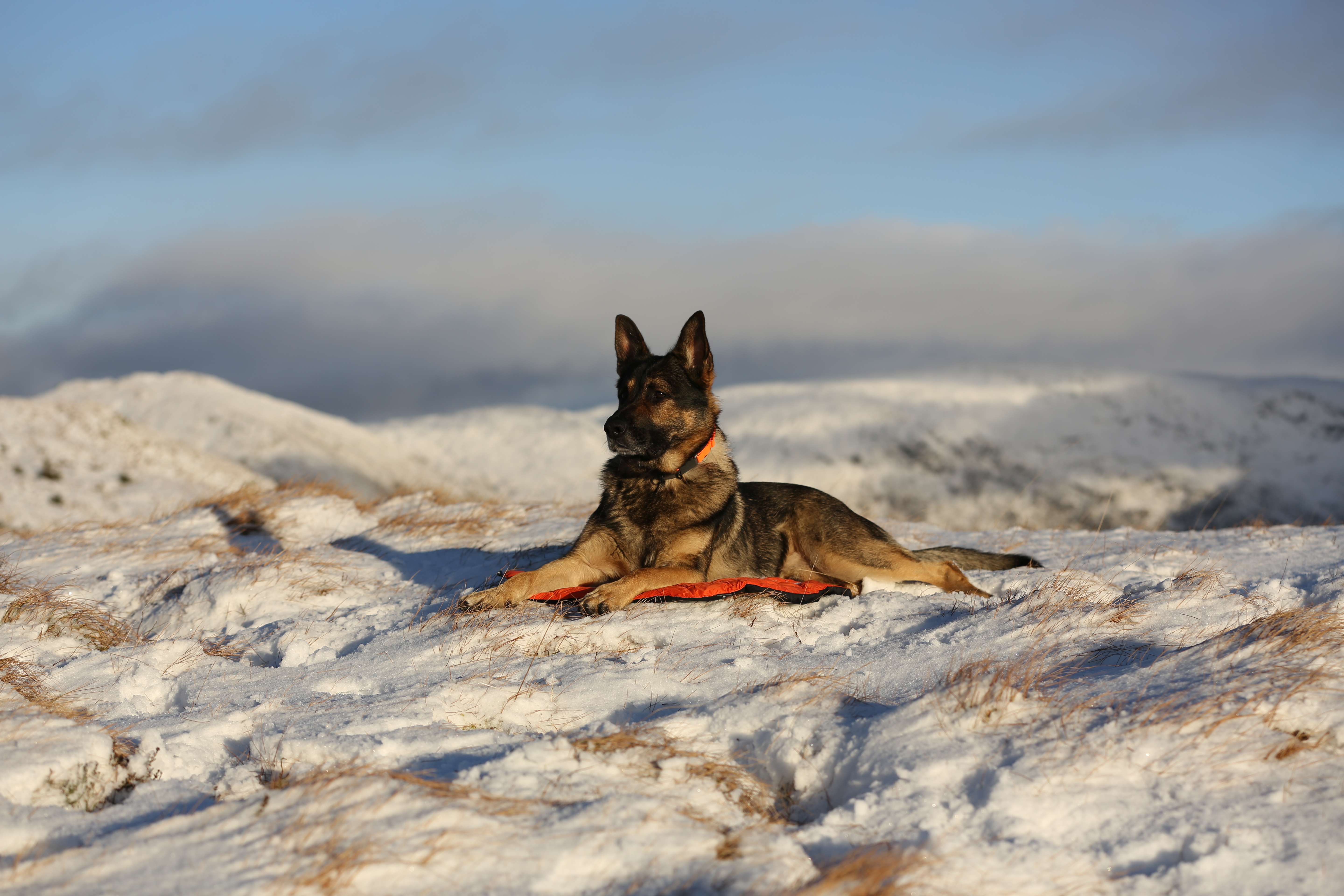 Non-Stop Dogwear Protector Bivvy Bed - Orange, M
