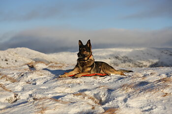 Non-Stop Dogwear Protector Bivvy Bed - Orange, M