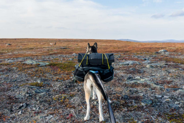 Non-stop Dogwear Touring Bungee Talutinhihna - 2 m / 2,8 m - leveys 13 mm, 2,8m