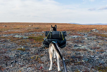 Non-stop Dogwear Touring Bungee Talutinhihna - 2 m / 2,8 m - leveys 13 mm, 2,0m