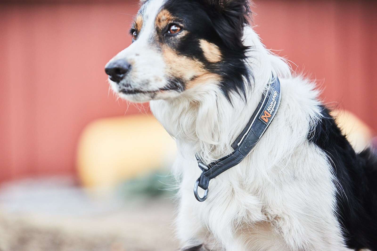 Non-stop Dogwear Cruise Collar - Black, 53-60cm