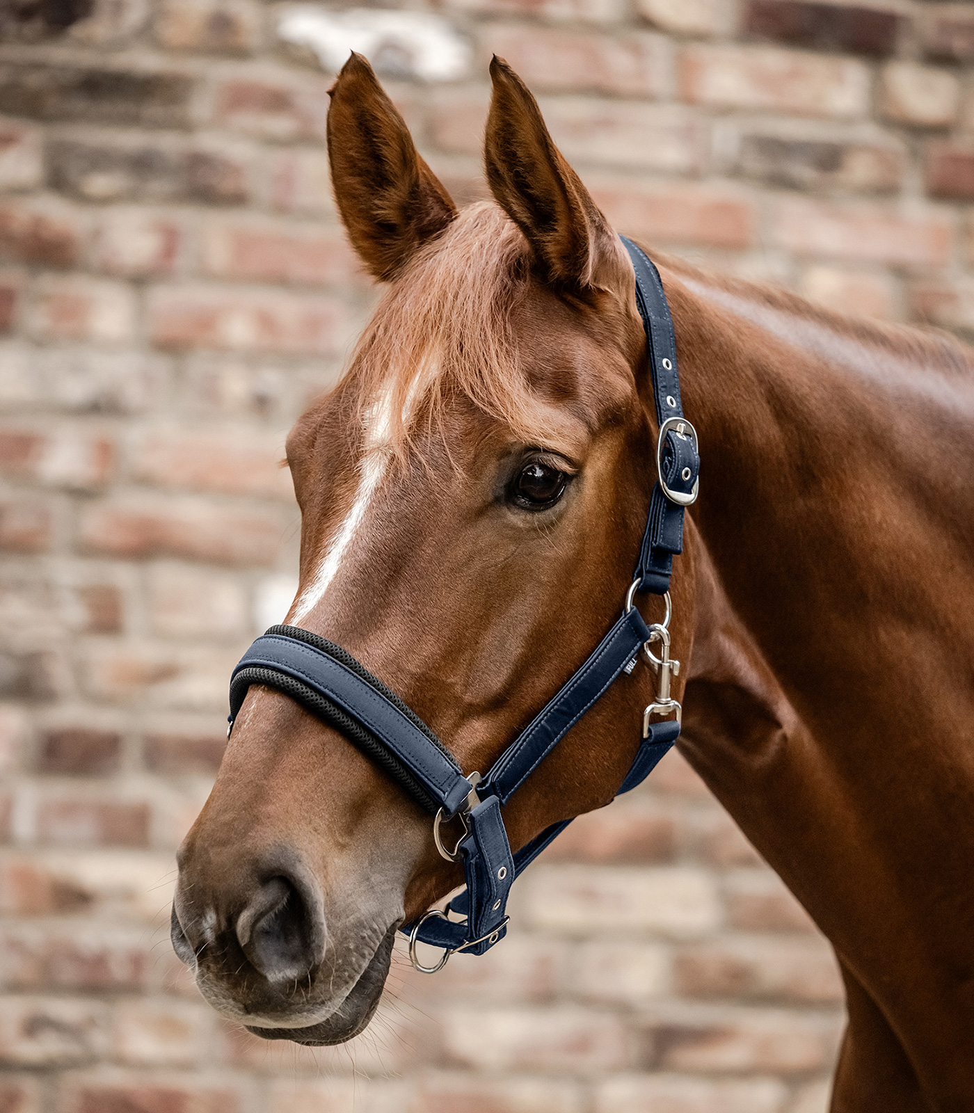 Waldhausen Breath Halter midnight blue - 2
