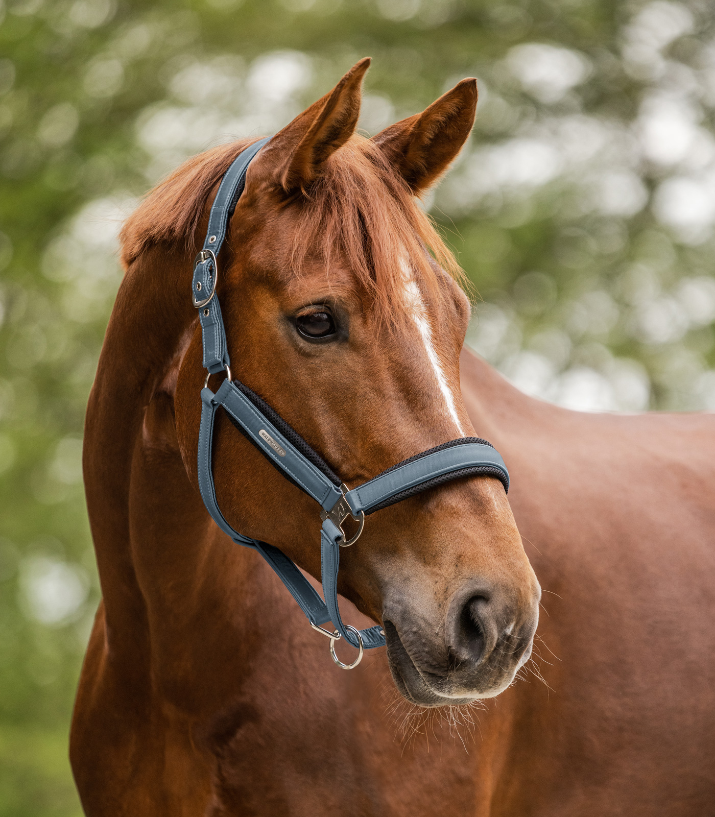 Waldhausen Breath Halter chalk blue - 2