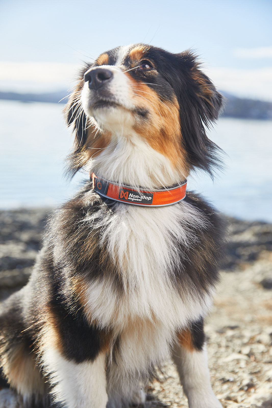Non-stop Dogwear Cruise Collar - Orange, 53-60cm - 3
