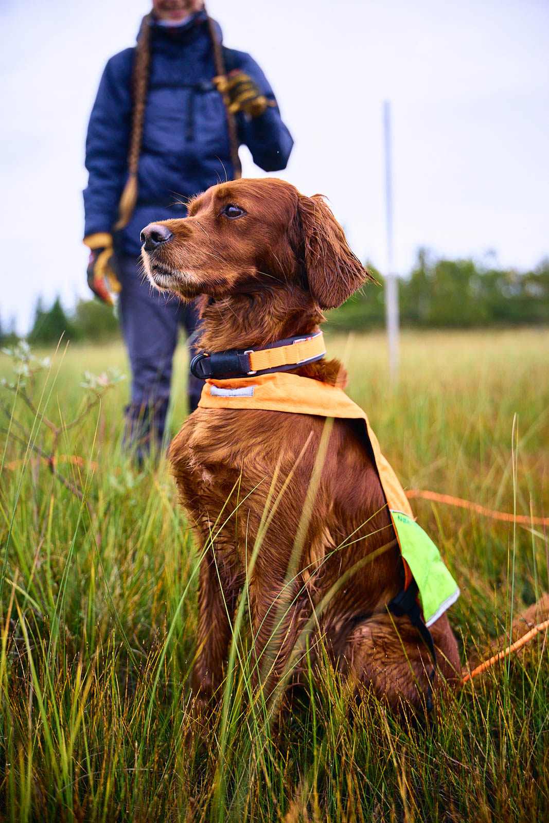 Non-Stop Dogwear Protector Kaulapanta - Oranssi, 55