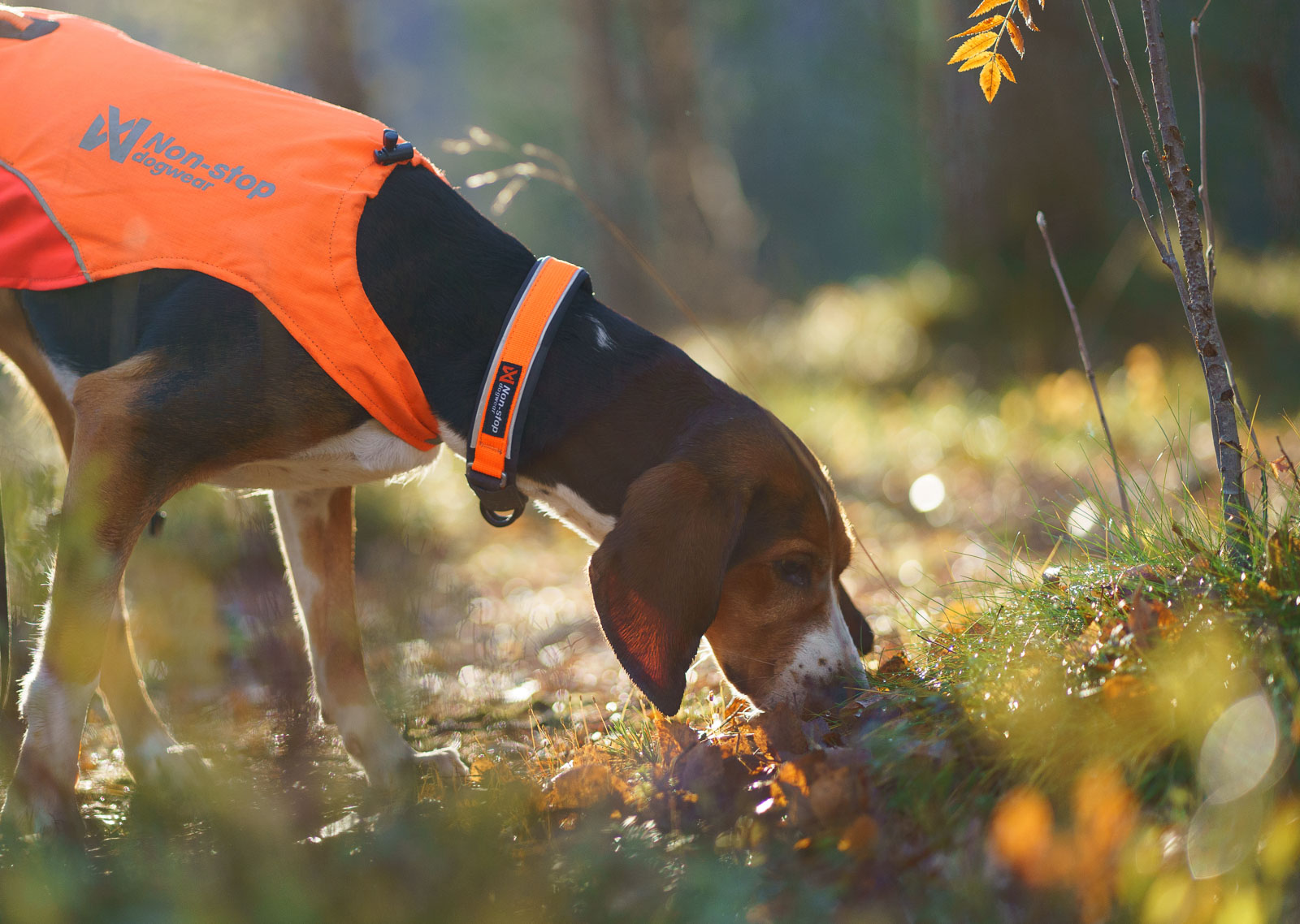 Non-Stop Dogwear Protector Kaulapanta - Oranssi, 55 - 4