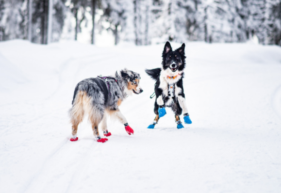 Non-stop Dogwear Long Distance bootie 4p - Blue, 8-9cm - 5