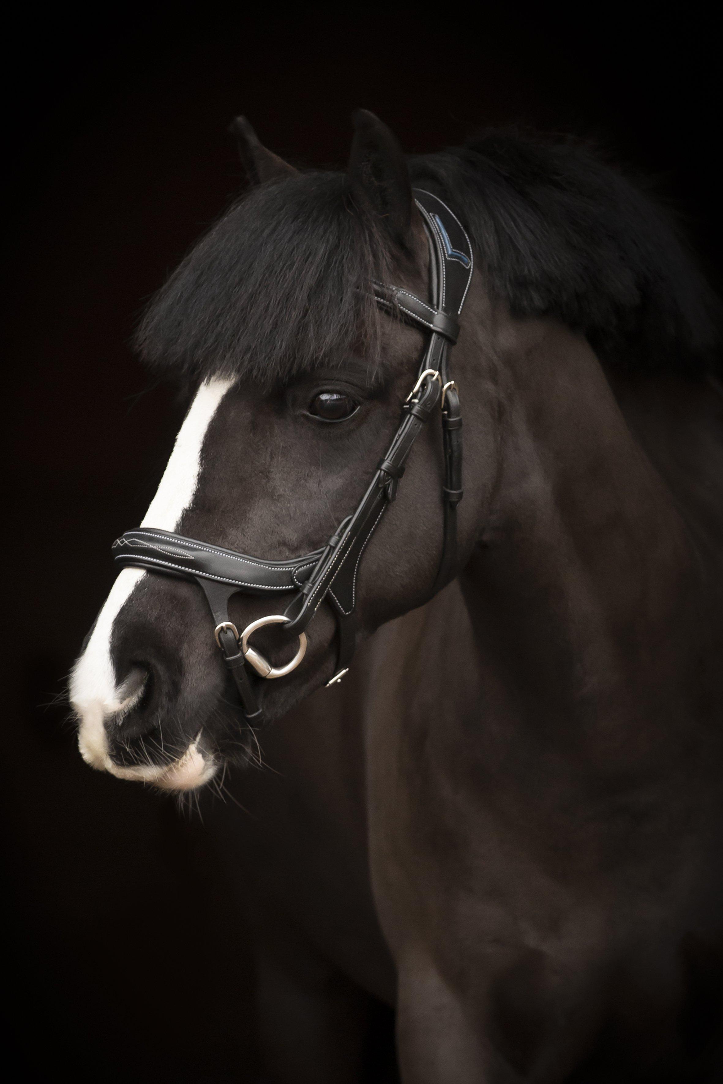 Lippo Fazzino Bridle - Oak Bark - 2