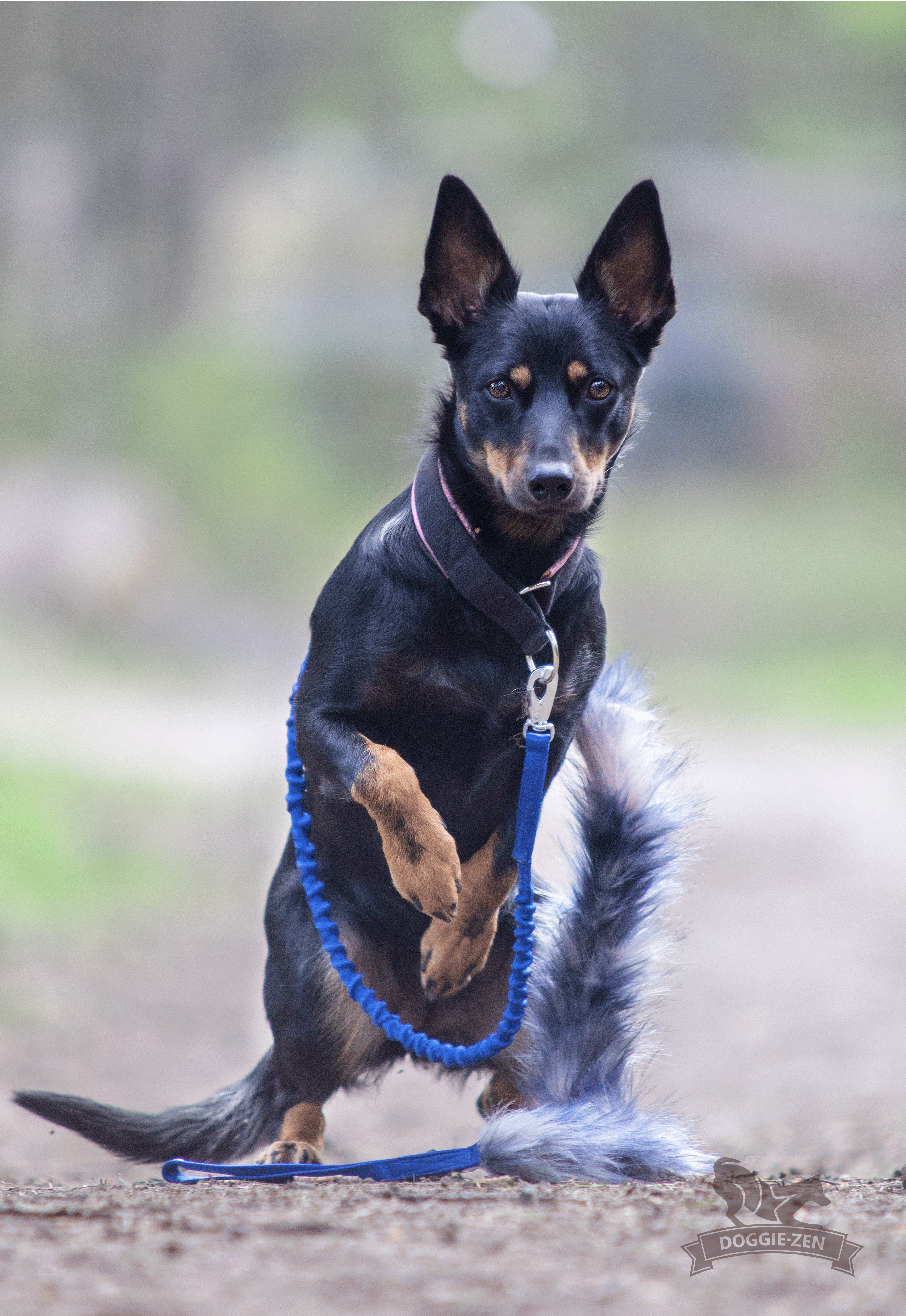 Doggie-Zen Elastic Tug Leash Neon Yellow/Purple-Blue-Yellow (short-haired), S - only this copy - 3