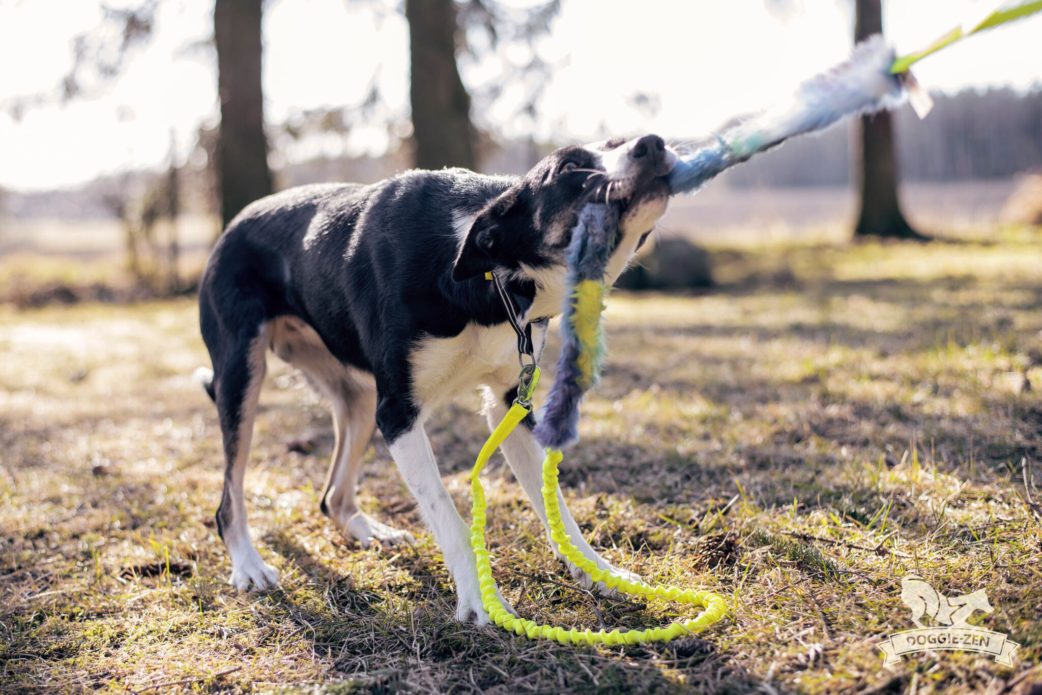 Doggie-Zen Elastic Tug Leash Neon Yellow/Purple-Blue-Yellow (short-haired), S - only this copy - 4