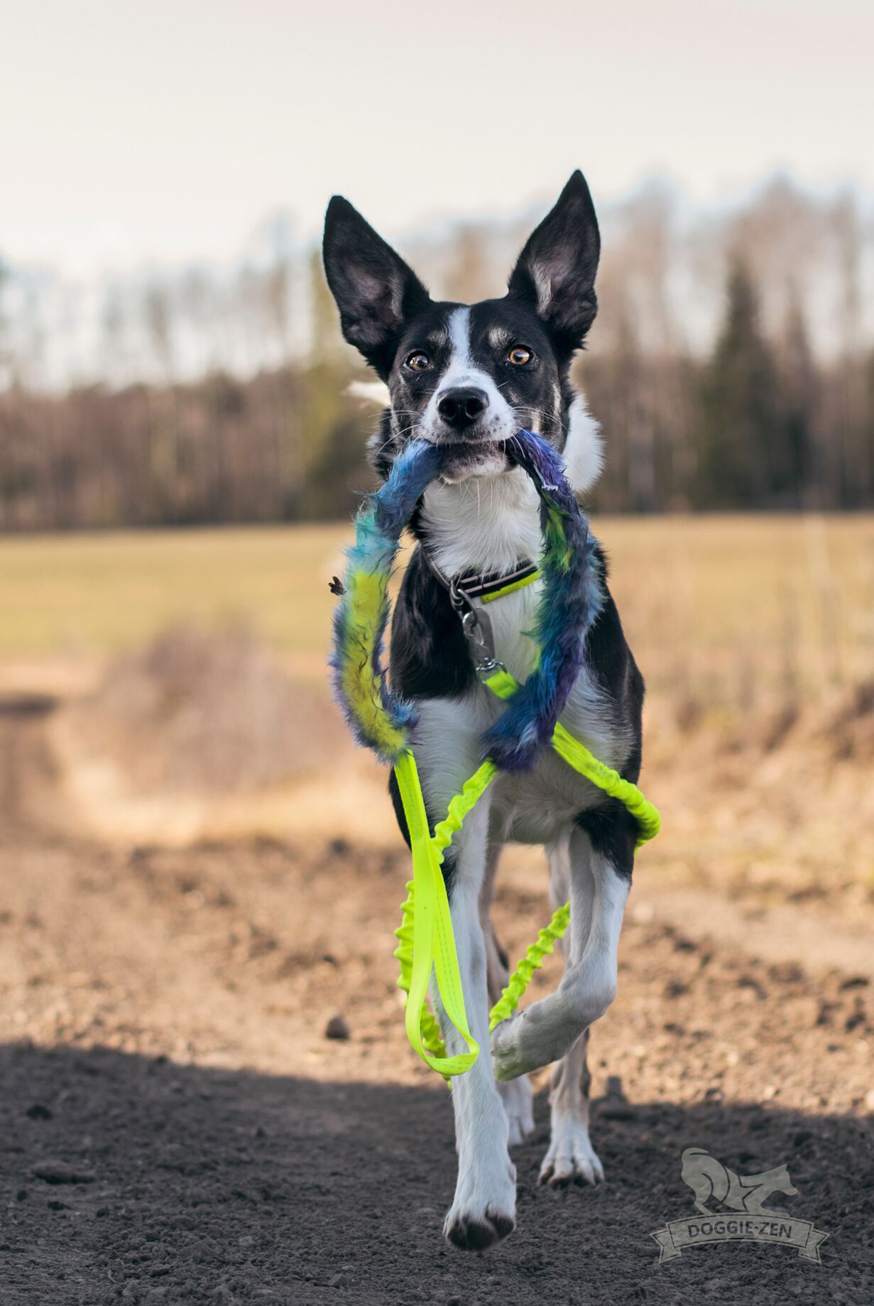 Doggie-Zen Elastic Tug Leash Neon Yellow/Purple-Blue-Yellow (short-haired), S - only this copy - 6