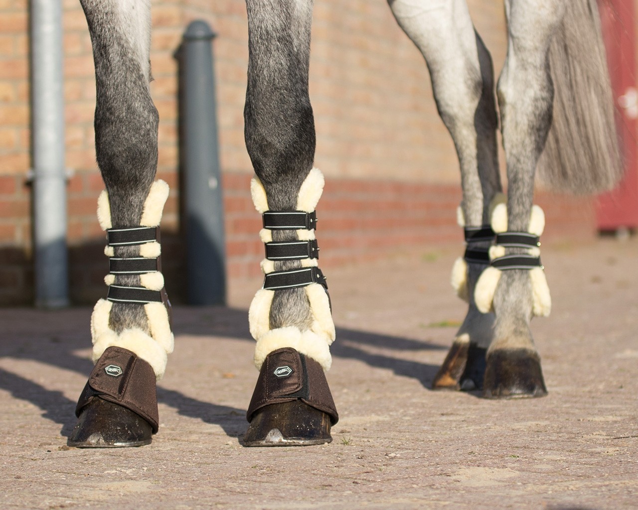 Hivutussuojat QHP Fetlock Boots Ontario – Musta - 4