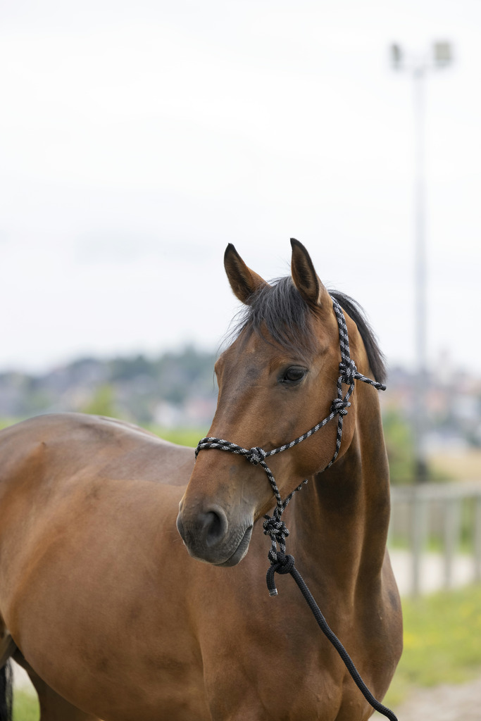 Eco Ethological Grimma +NORTON lead rope Svart/Vit/Silver - Full size