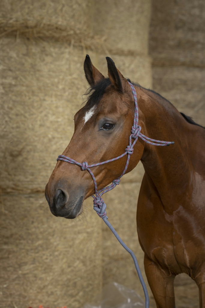 Eco Ethological Grimma +NORTON lead rope Grå/Raspberry/Svart - Full size