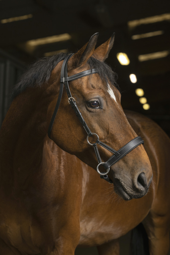 NORTON PRO Confort Side Pull Bettlöst Träns Svart (Cob)