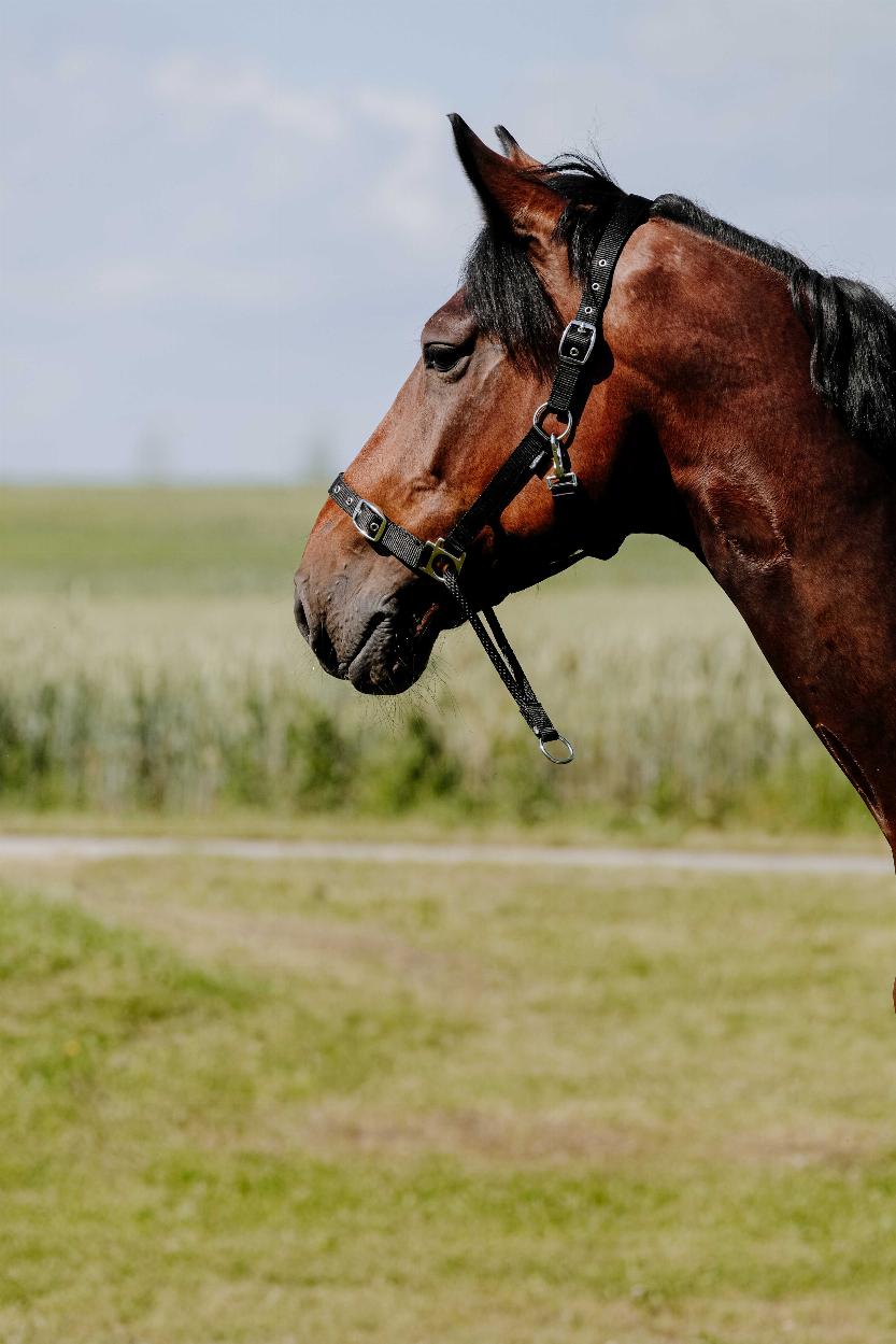 Norton Educatif Grimma Svart (Cob)