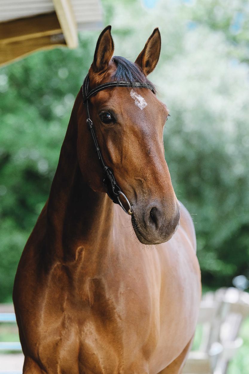 Norton Freedom Träns Svart