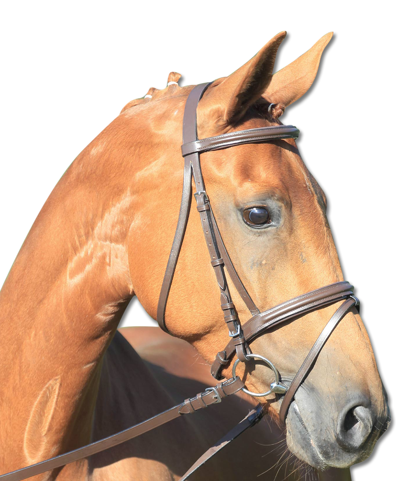 Waldhausen Star Lifestyle träns- Brunt (Cob)