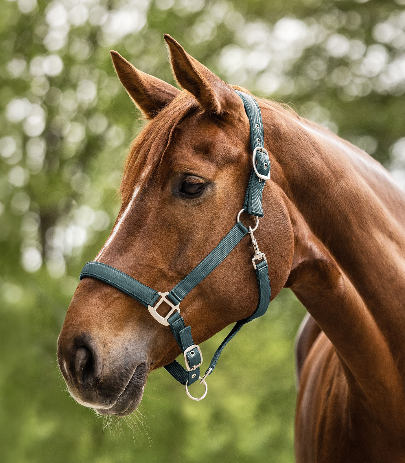 Waldhausen Satin halter - pine green - 2
