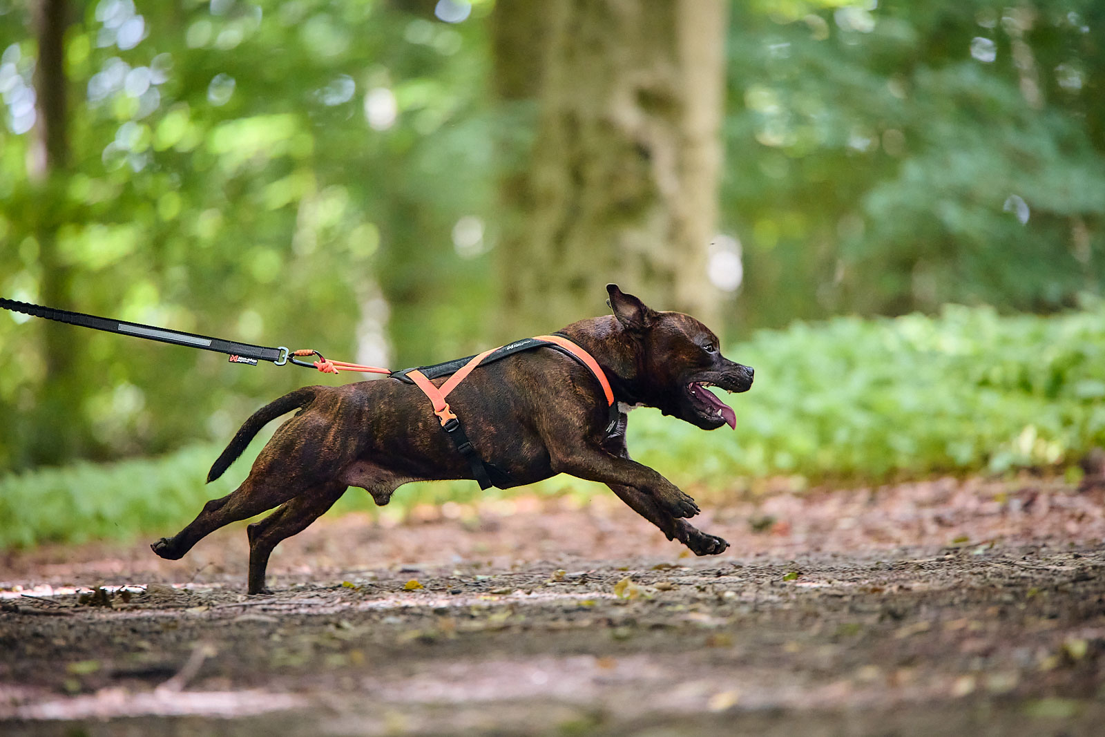 Non-Stop Dogwear Rush Harness - Black/Orange, 4 - only this copy - 2