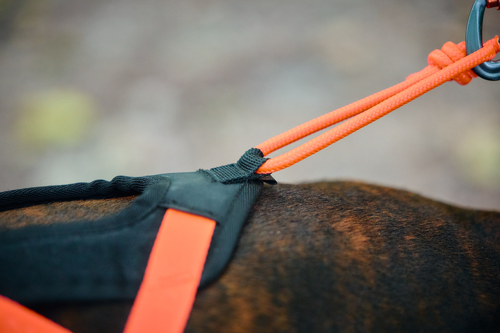 Non-Stop Dogwear Rush Harness - Black/Orange, 4 - only this copy - 4
