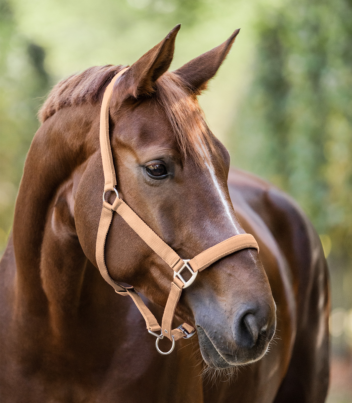 Waldhausen Satin halter - peach - 2
