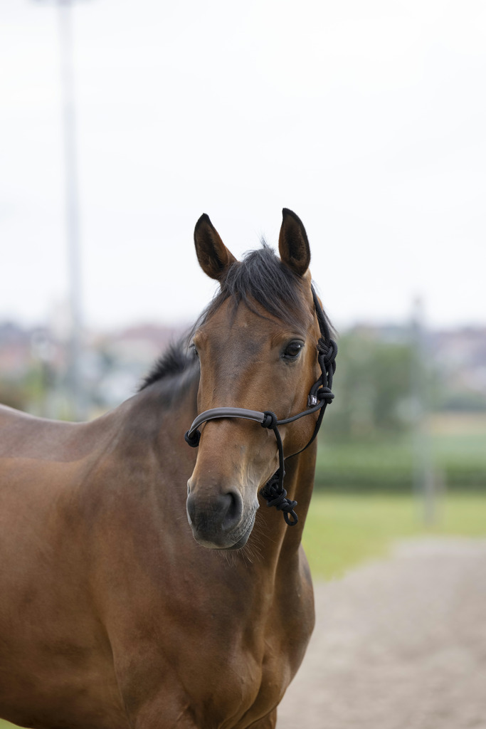 NORTON Syntetisk Repgrimma Royal Blue - Full size