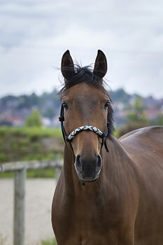 NORTON Pearl Ethological Headcollar Black