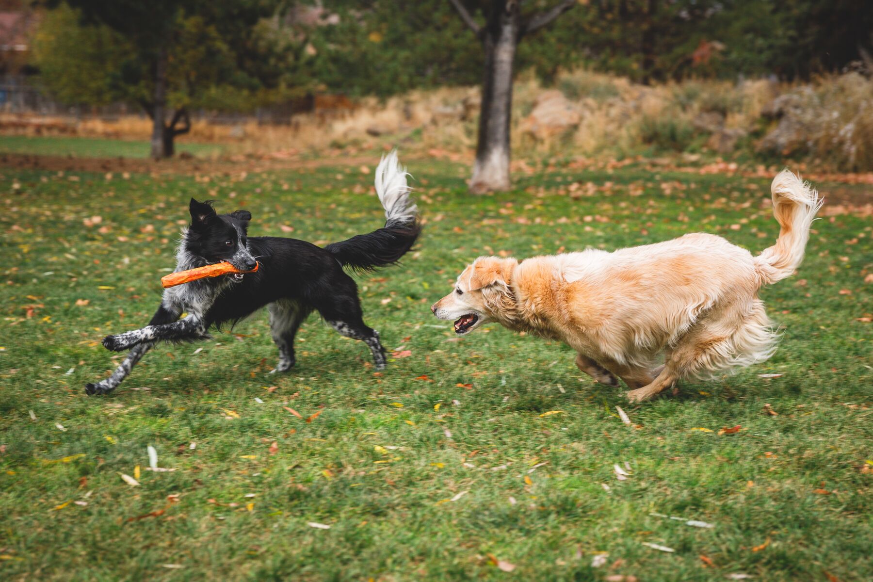 Ruffwear Gnawt-a-Stick Floating Dog Toy – Salamander Orange - chew-resistant