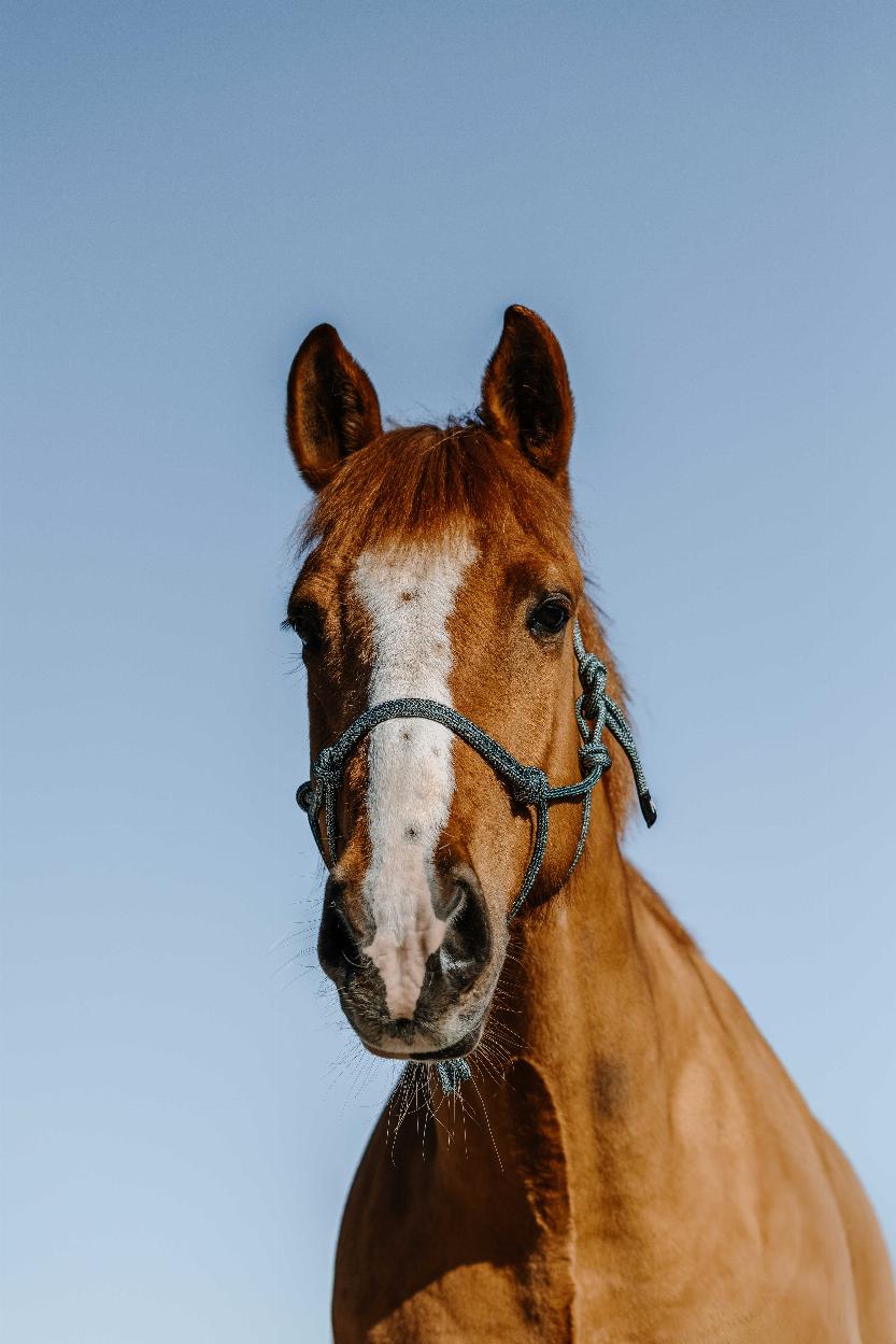 Norton Glim Repgrimma Mörkgrön/Silver