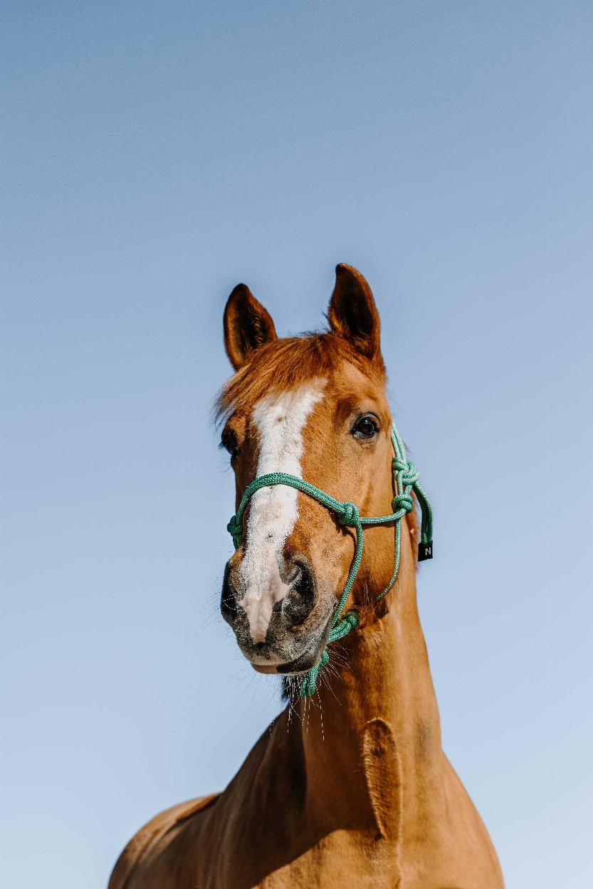 Norton Glim Repgrimma Ljusgrön/Silver