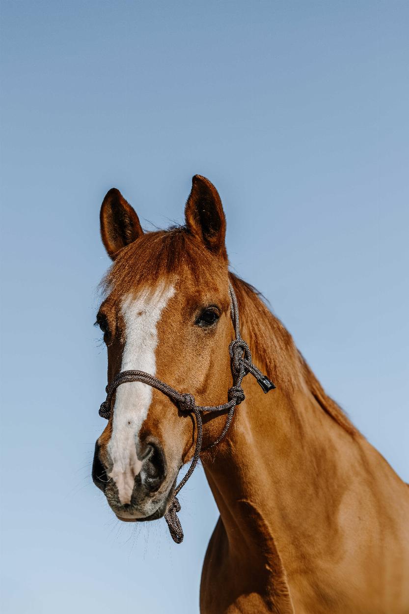 Norton Glim Repgrimma Navy/Guld