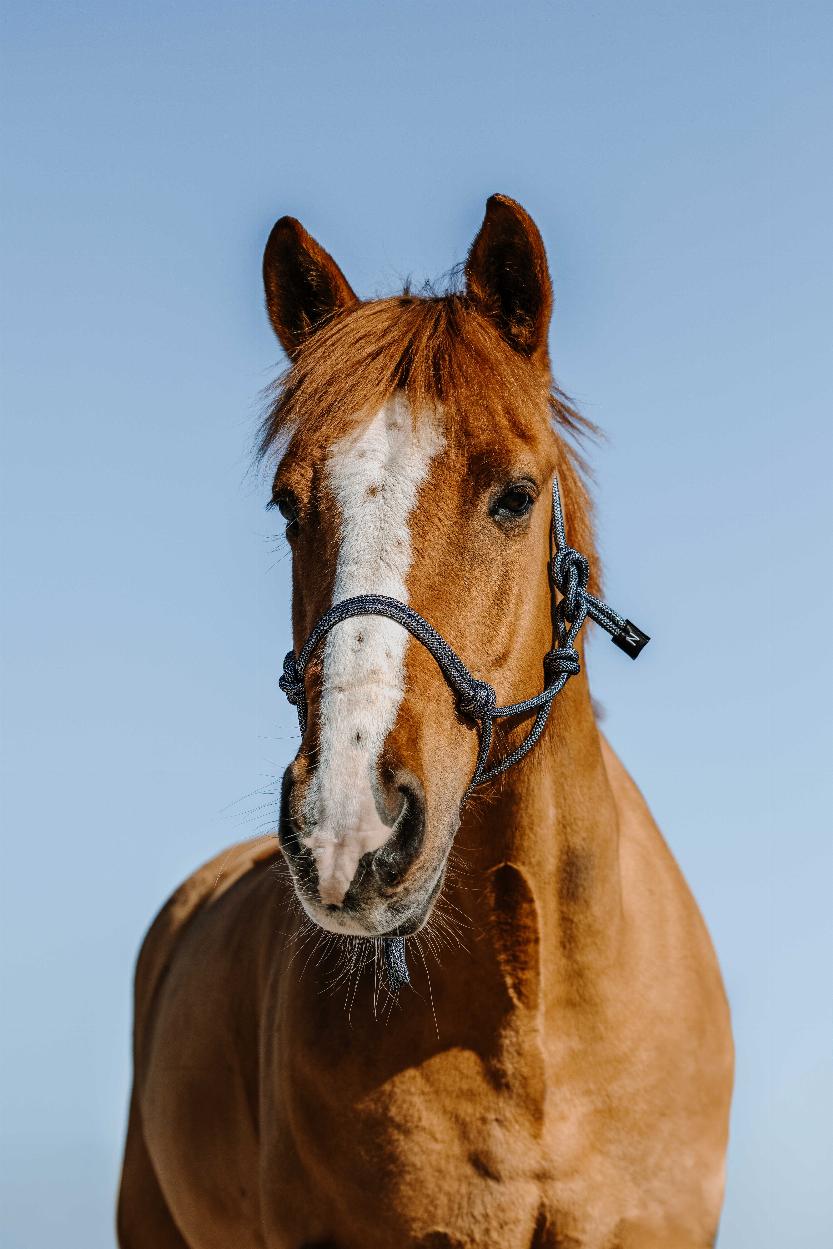 Norton Glim Repgrimma Navy/Silver