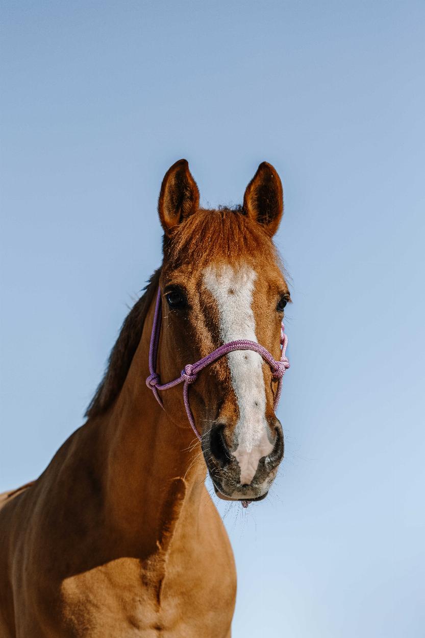 Norton Glim Repgrimma Rosa/Silver