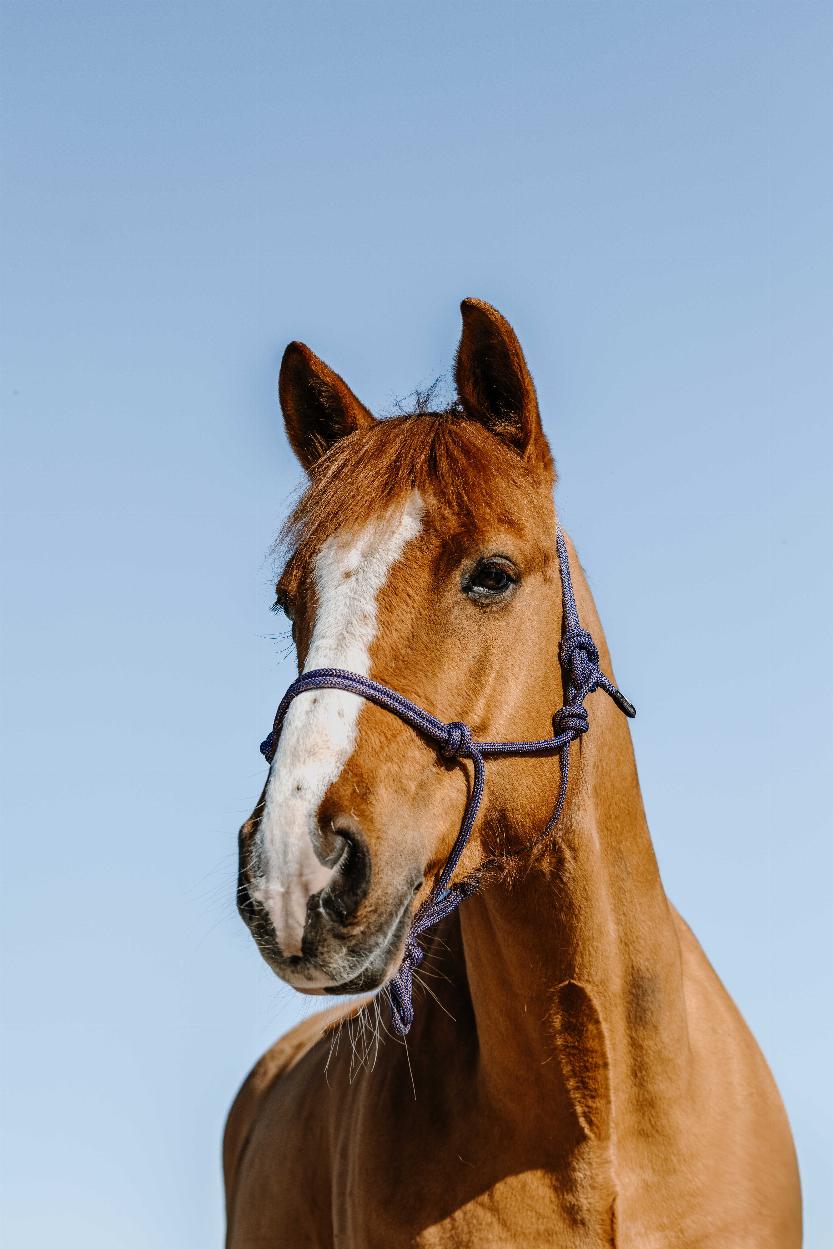 Norton Glim Repgrimma Royal Blue/Guld