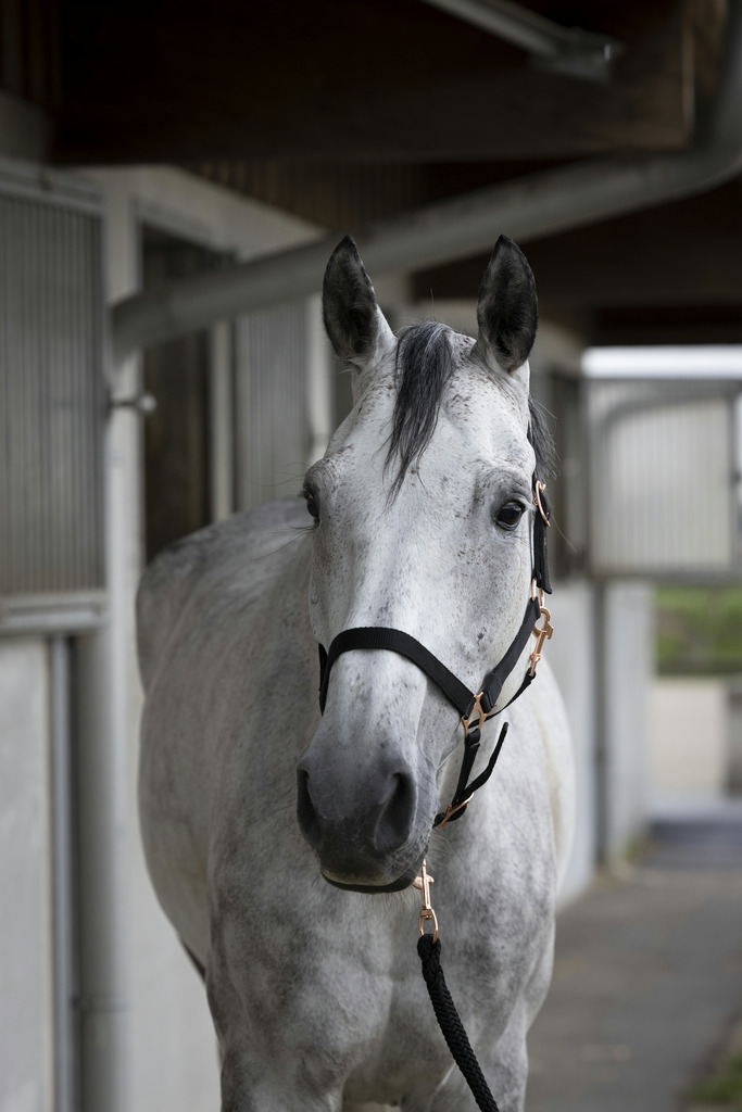 NORTON Rose Gold Grimma + Grimskaft Navy (Cob)