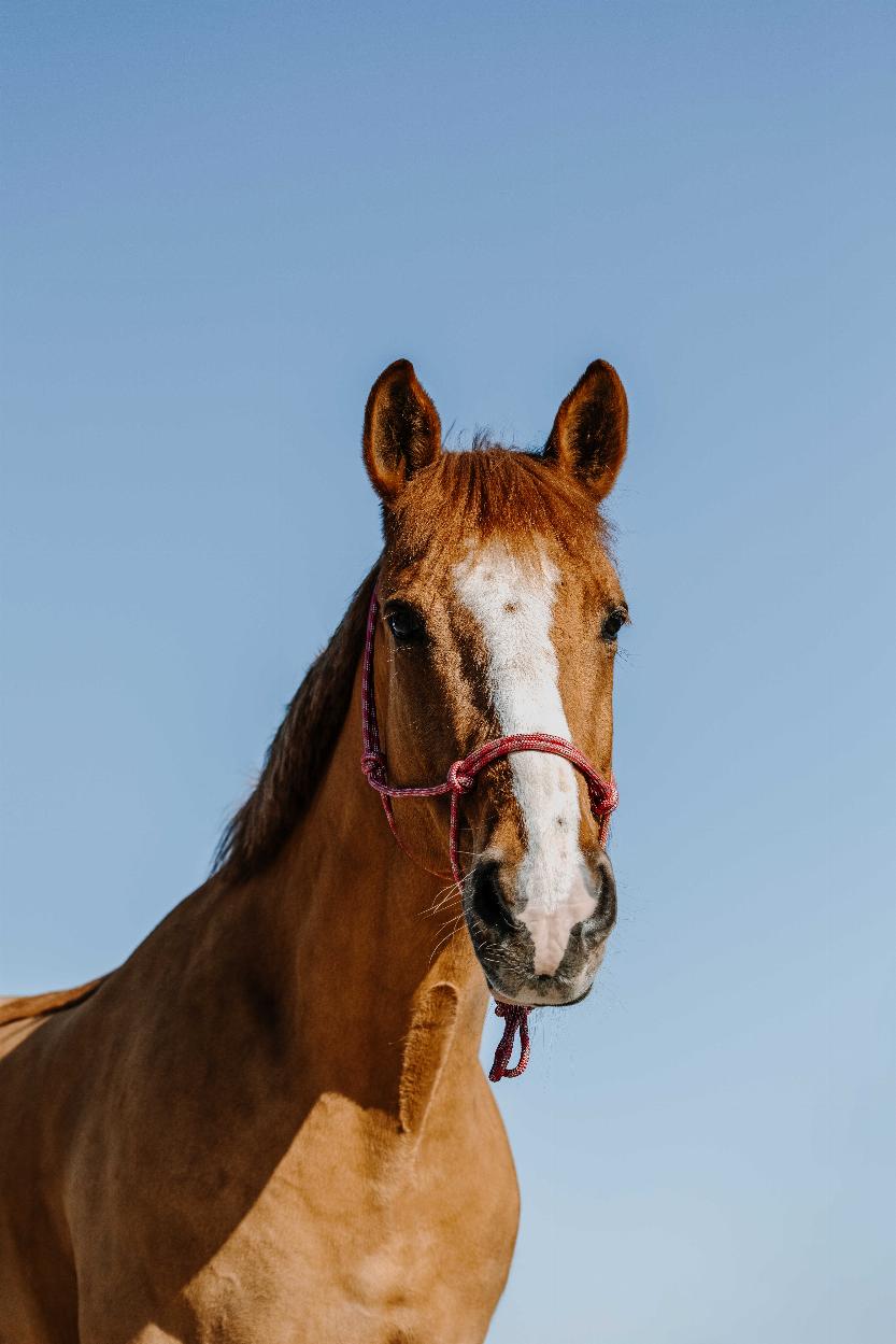 Norton Zary Repgrimma Dusty Pink