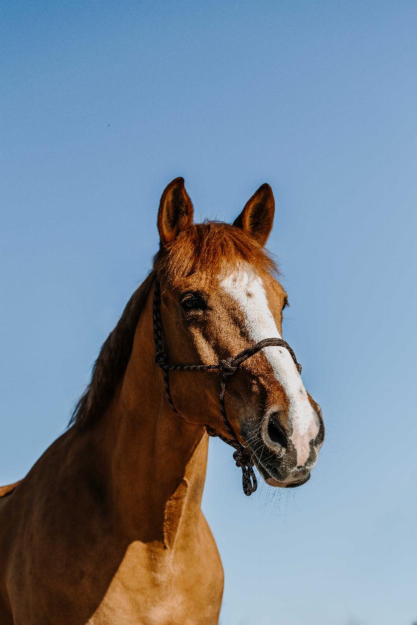 Norton Zary Repgrimma Chestnut