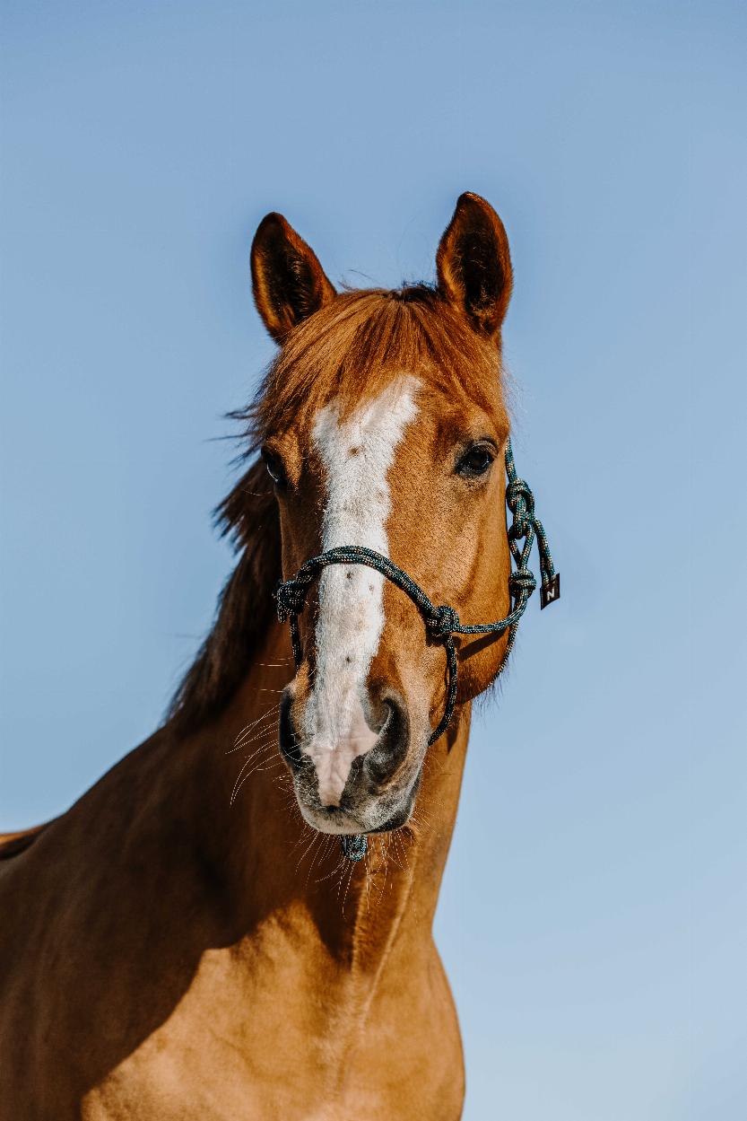 Norton Zary Repgrimma Mörkgrön