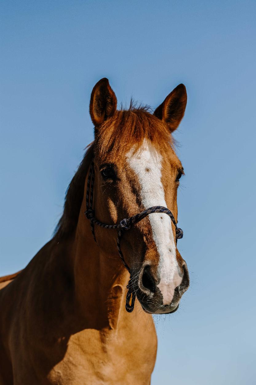 Norton Zary Repgrimma Navy