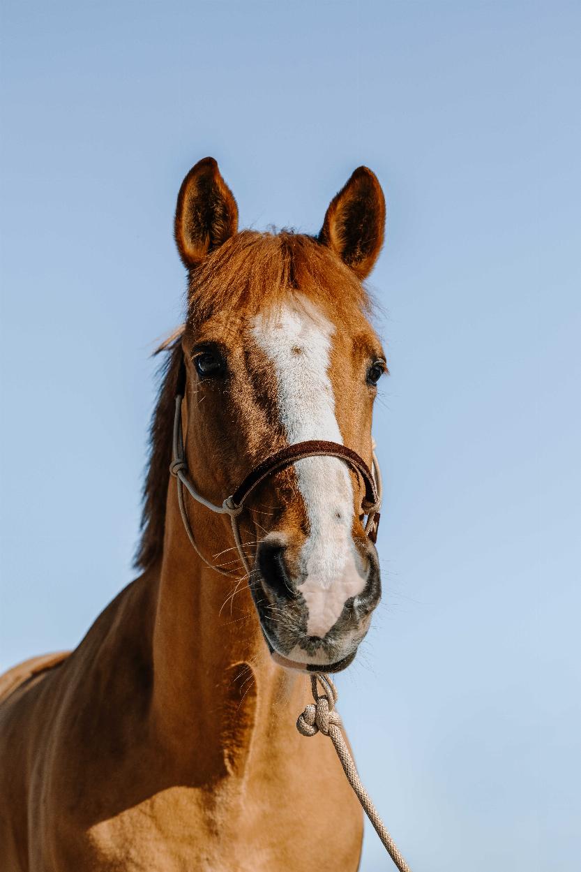 Norton Repgrimma + Grimskaft, Mocka Beige/Chocolate