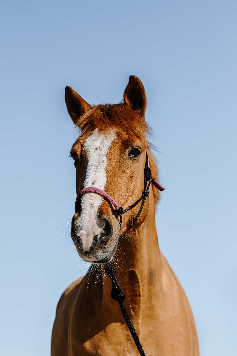 Norton Repgrimma + Grimskaft, Mocka Svart/Rosa