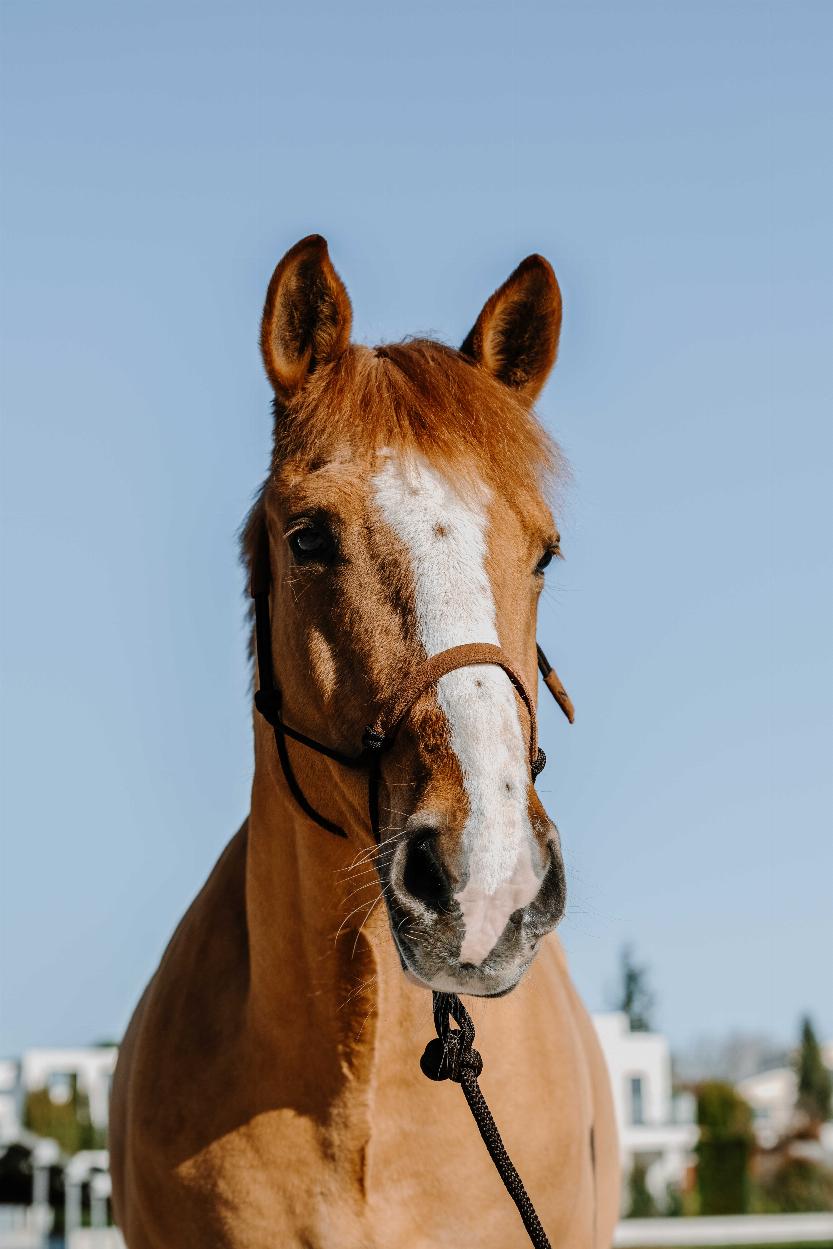 Norton Repgrimma + Grimskaft, Mocka Brun/Ljusbrun