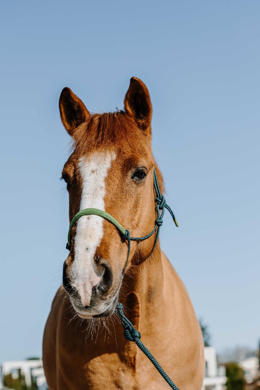 Norton Repgrimma + Grimskaft, Mocka Mörkgrön/Ljusgrön