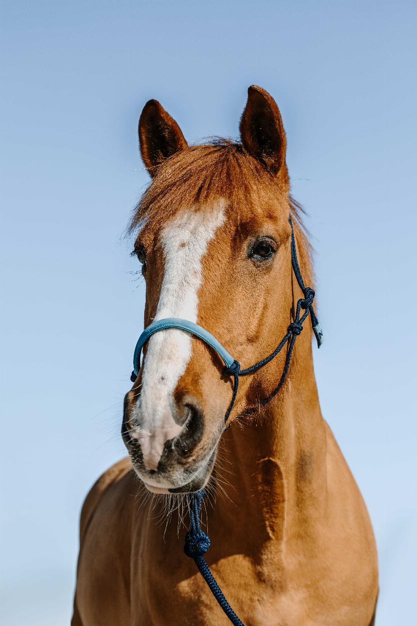 Norton Repgrimma + Grimskaft, Mocka Navy/Blå